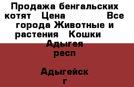 Продажа бенгальских котят › Цена ­ 20 000 - Все города Животные и растения » Кошки   . Адыгея респ.,Адыгейск г.